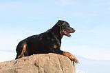 BEAUCERON - PUPPIES 033